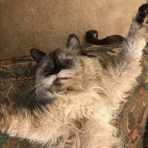 Meet your Posher, Rose